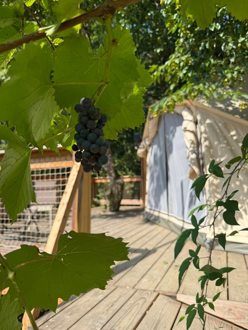 Le Nid Safari et sa terrasse au milieu des arbres