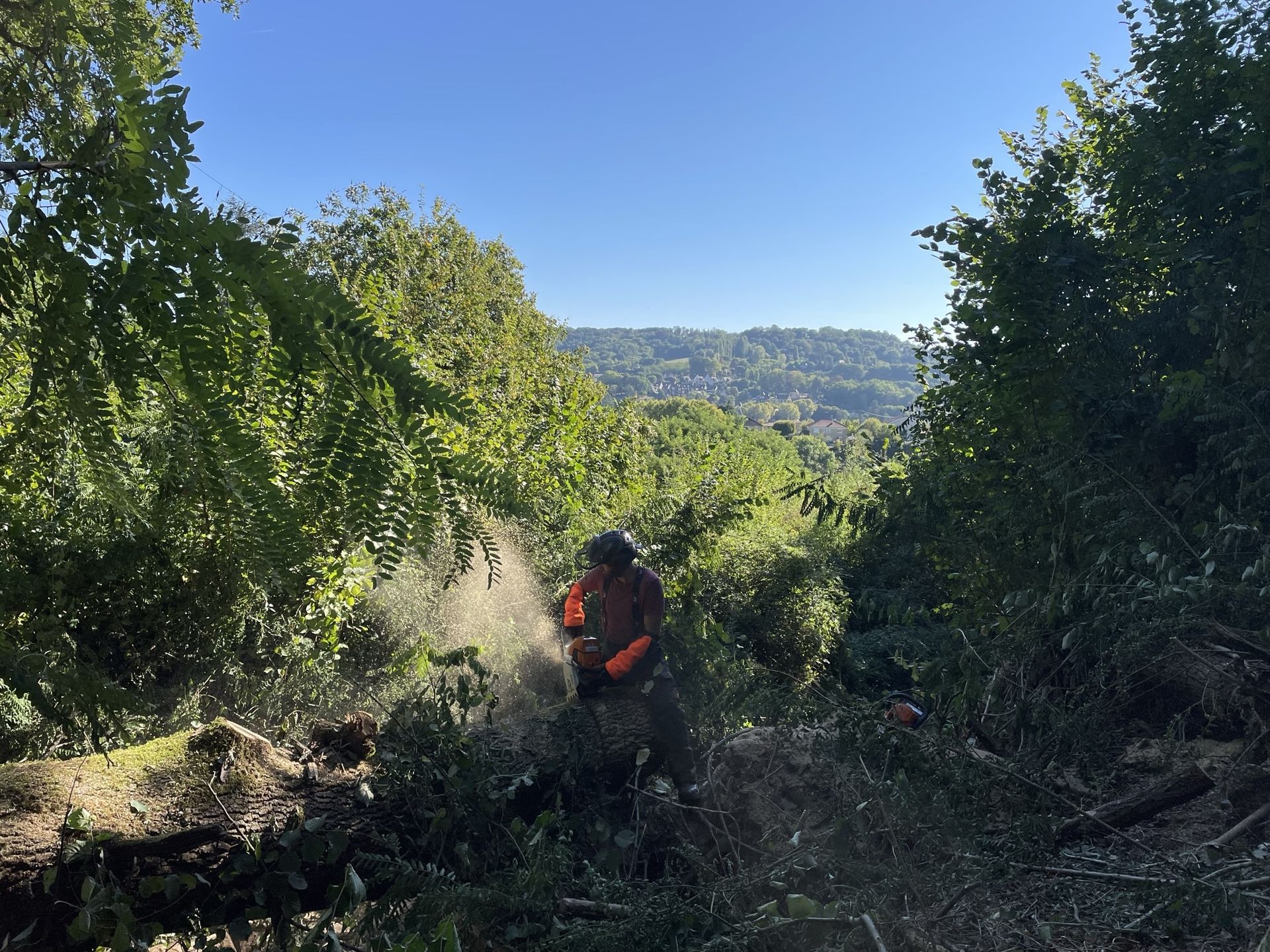 Travail de coupe du bois dans le terrain arboré, avec les collines en arrière-plan.